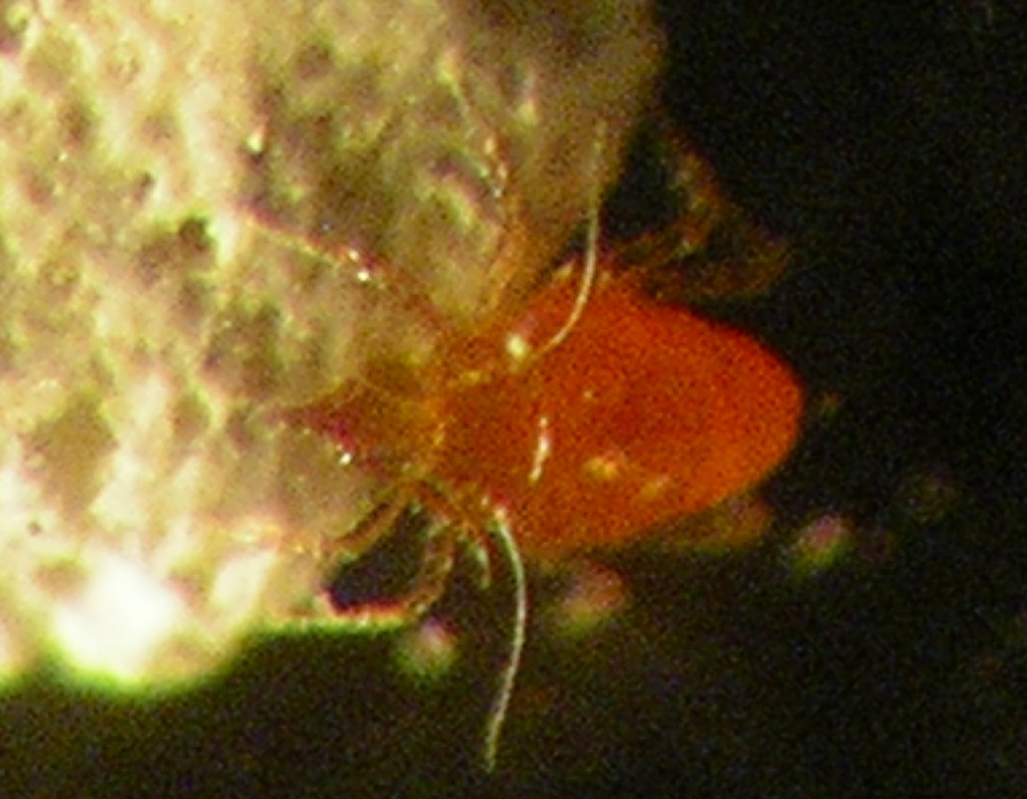 Acaro Bdellidae